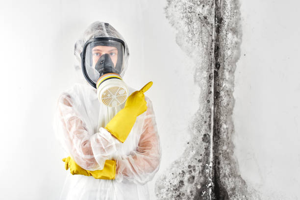 Mold Remediation for Vacation Homes in Belington, WV